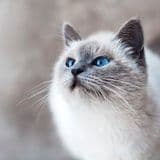 Белая кошка с голубыми глазами — гостья HappyMur