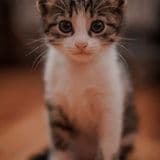 Полосатый котёнок — гость отеля HappyMur