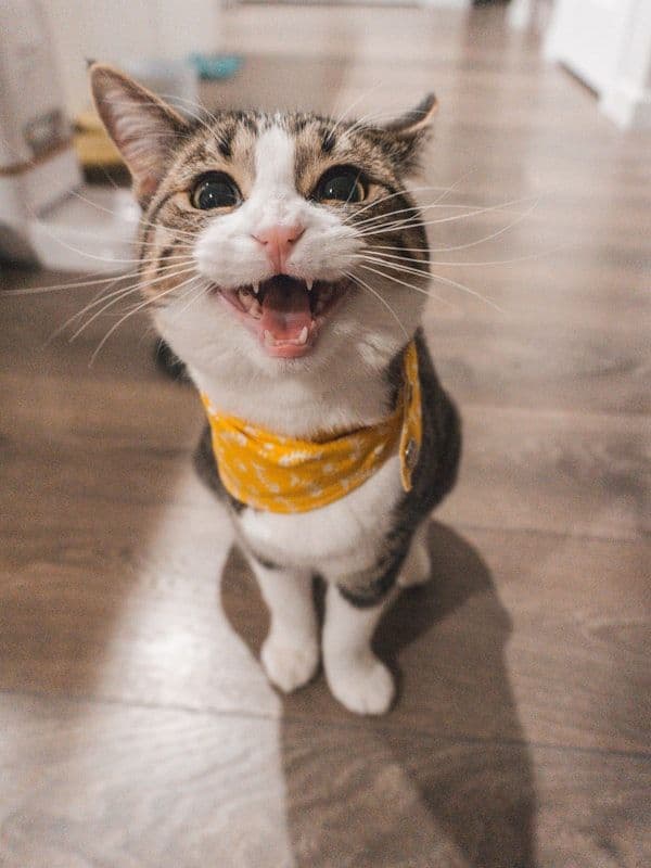 Кошка в жёлтом банданчике играет в номере отеля HappyMur
