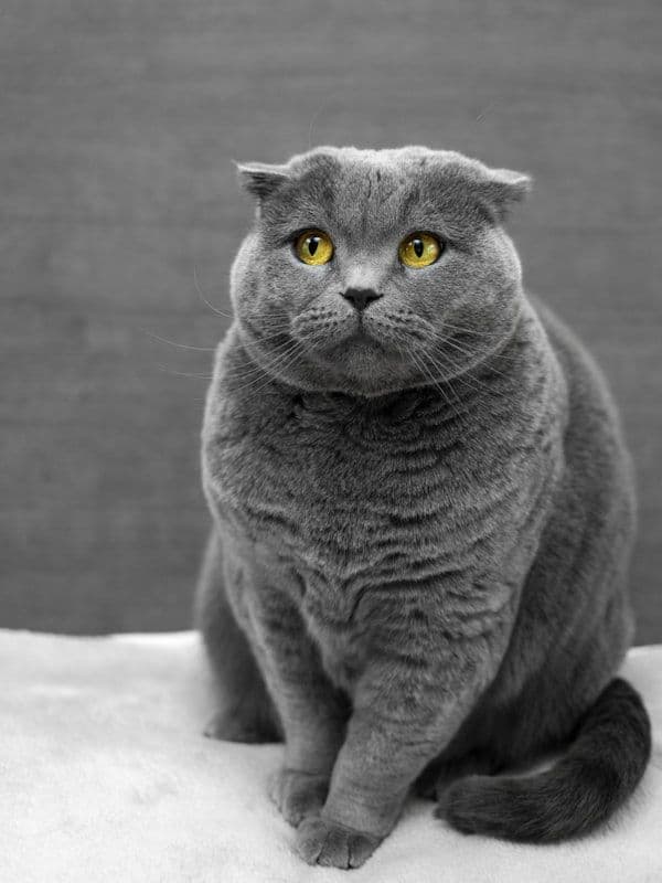 Серая британская кошка — гостья отеля HappyMur