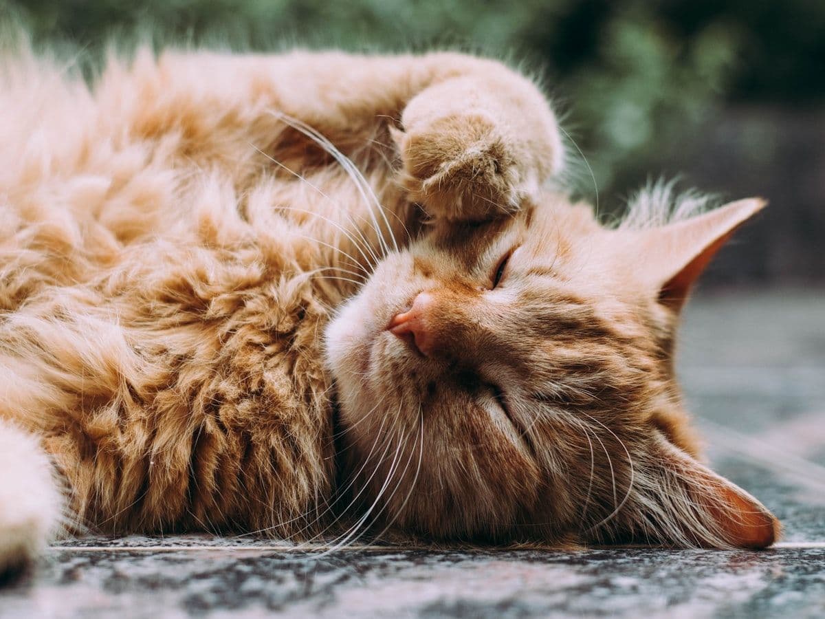 Два рыжих кота спят вместе в номере отеля для кошек HappyMur